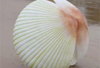 貝殼雕塑廠家，廣場海洋生物擺件，創意貝殼雕塑小品