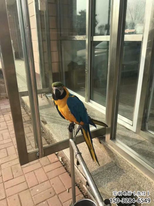 大型鸚鵡雕塑 步行街宣傳雕塑 仿真擺件