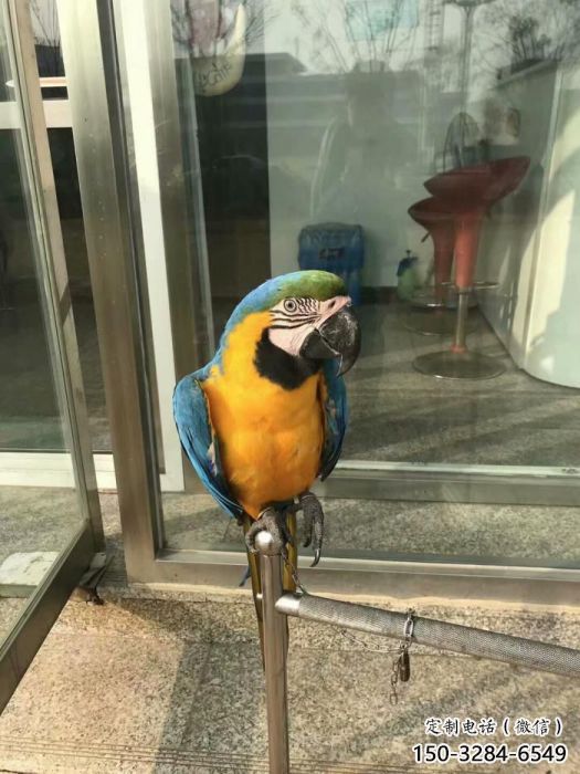 幾何鸚鵡雕塑 庭院仿真雕塑 彩繪擺件 幾何鸚鵡雕塑 庭院仿真雕塑 彩繪擺件