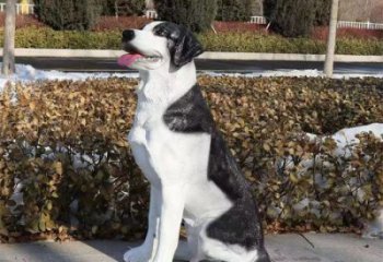 街道哈巴狗雕塑廠家，戶外玻璃鋼動物雕塑，公園擺件效果
